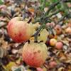 Apple: Pickerings Seedling
