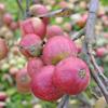 Apple: Porters Perfection