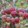 Apple: Porters Perfection