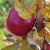 Apple: Prarie Spy