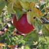 Apple: Prarie Spy