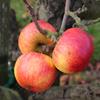 Apple: Prinses Marijke