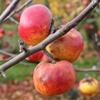 Apple: Prinses Marijke