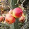 Apple: Prinses Marijke