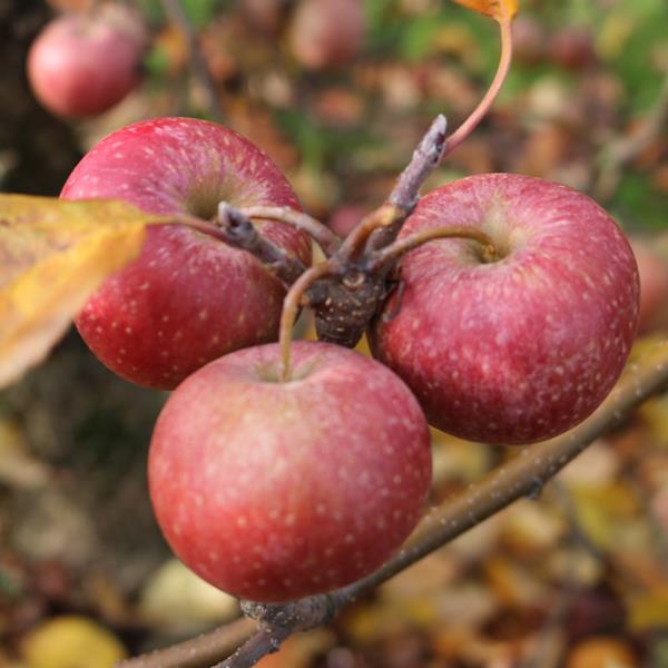 Apple: Red Dougherty