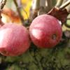 Apple: Red Dougherty