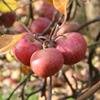 Apple: Red Dougherty