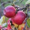 Apple: Red Elstar