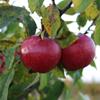 Apple: Red Elstar