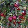 Apple: Red Elstar