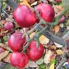 Apple: Red Geeveston Fanny
