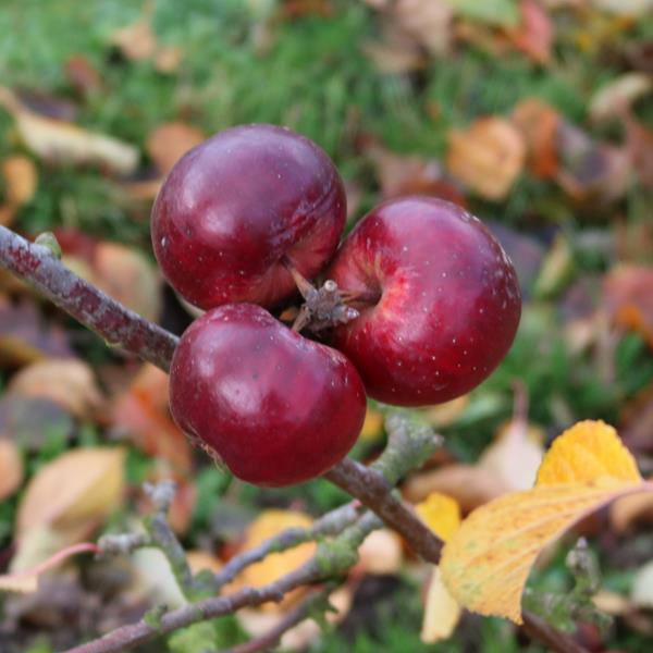 Apple: Red Geeveston Fanny