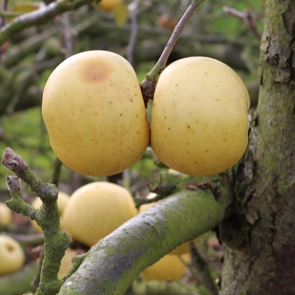 Apple: Reinette De Geer