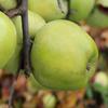 Apple: Reinette Simirenko