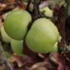 Apple: Reinette Simirenko