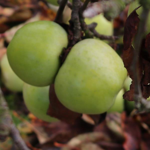 Apple: Reinette Simirenko