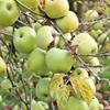 Apple: Reinette Simirenko