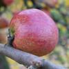 Apple: Reinette Van Berks