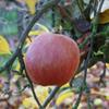 Apple: Reinette Van Berks