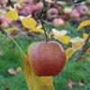 Apple: Reinette Van Berks