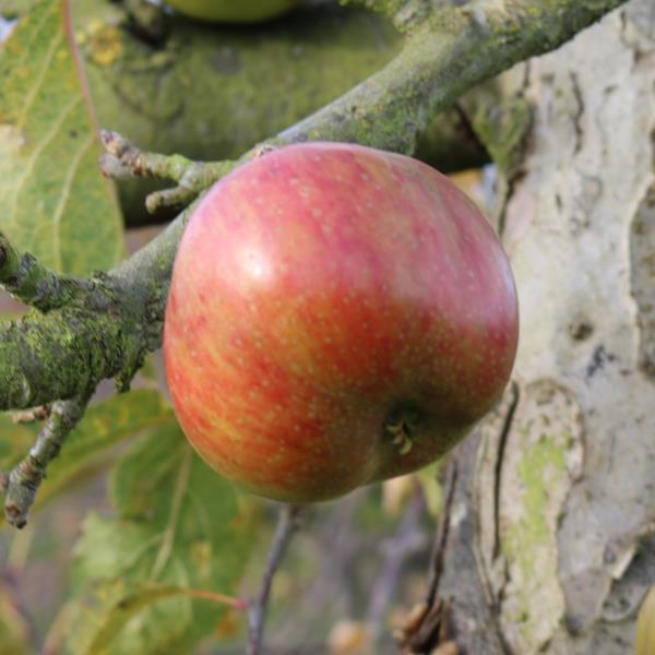 Apple: Rhode Island Greening