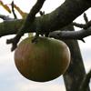 Apple: Rhode Island Greening