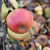 Apple: Rival