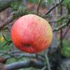 Apple: Rival