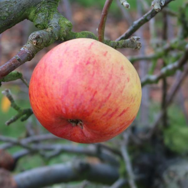 Apple: Rival