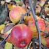 Apple: Roanoke