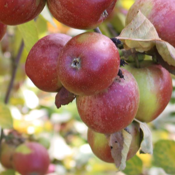 Apple: Rokewood
