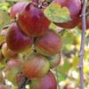 Apple: Rokewood