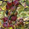Apple: Rokewood