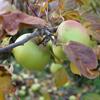Apple: Rose Rouge