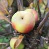 Apple: Rose Rouge