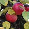Apple: Rouget