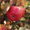 Apple: Royal Gala