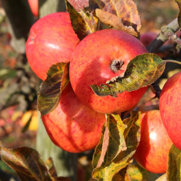 Apple: Royal Gala
