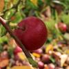 Apple: Rubens
