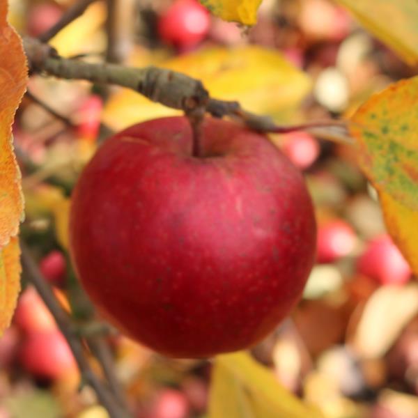 Apple: Rubens