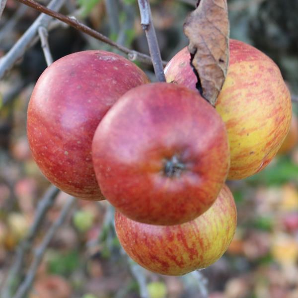 Apple: Ruby Thorrington