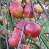 Apple: Ruby Thorrington