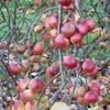 Apple: Ruby Thorrington