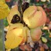 Apple: Sacraments Appel