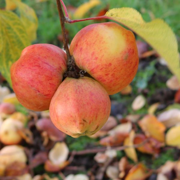Apple: Sacraments Appel
