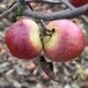 Apple: Saint Martins