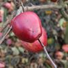 Apple: Saint Martins