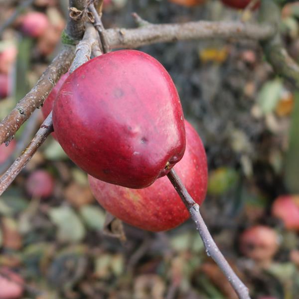 Apple: Saint Martins