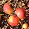 Apple: Saltcote Pippin