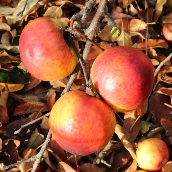 Apple: Saltcote Pippin